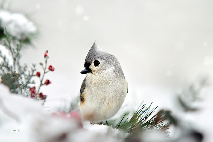 Snow White Tufted Titmouse Photograph by Christina Rollo