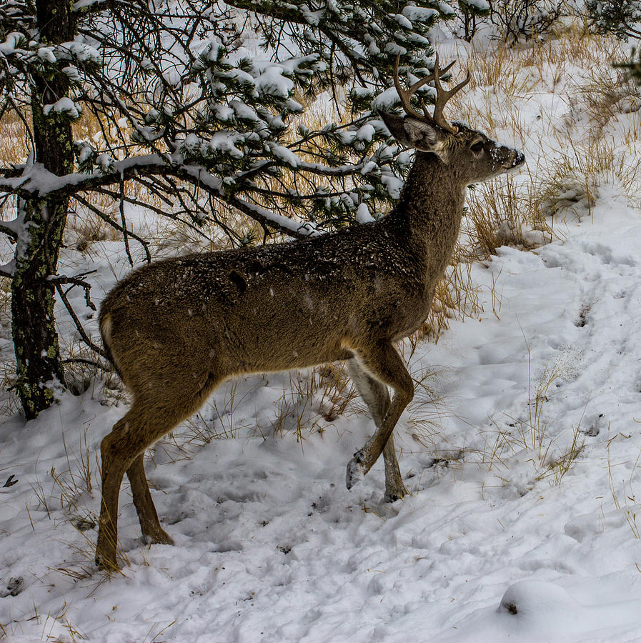 Snow - Whitetail Deer Buck 00916 Photograph by Renny Spencer