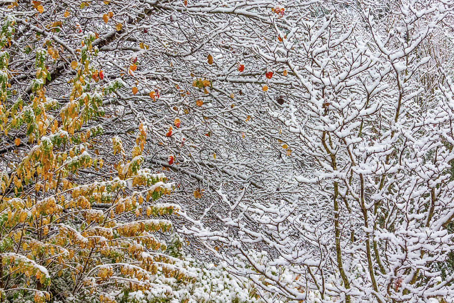 Tree Photograph - Snow with Color by Randy Bayne