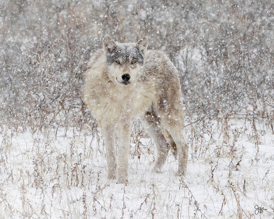 Snow Wolf Photograph by Julie Argyle