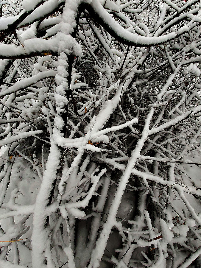 Snow. Woodland. Moscow. Digital Art