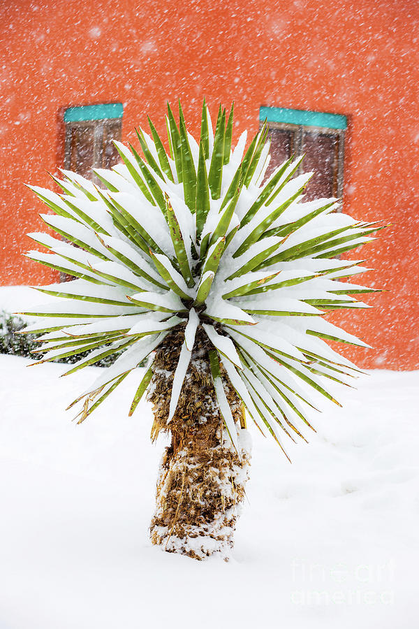 Snow Yucca 1 Photograph by Elijah Rael