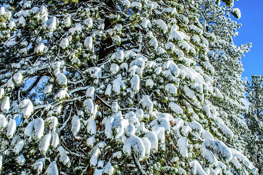 Snowball Photograph by Chad Vidas | Pixels