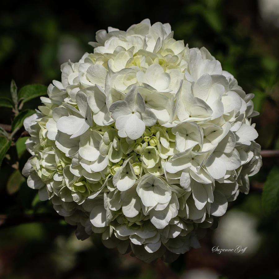 Chinese Snowball Viburnum II Photograph by Suzanne Gaff