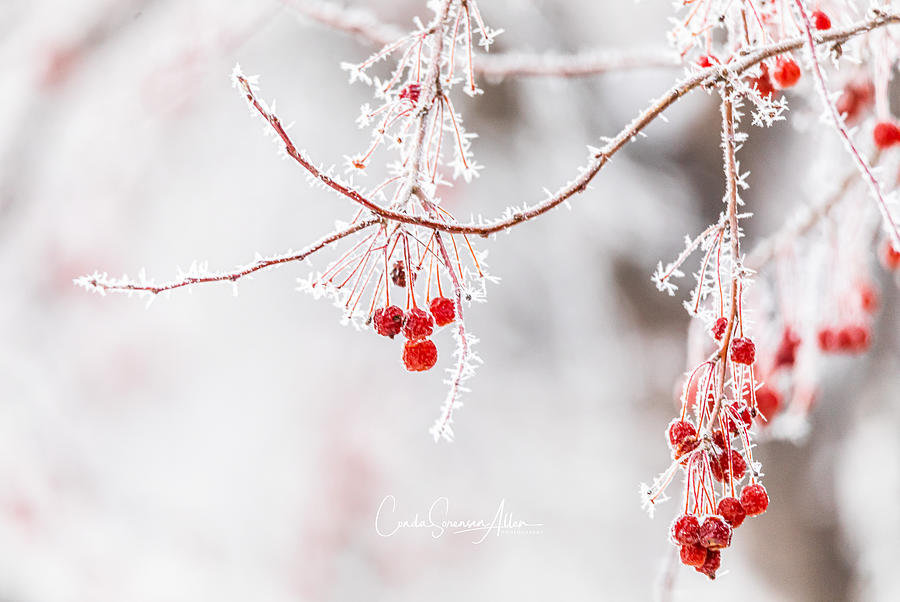 Nature Photograph - Snowberries II by Connie Allen Nature Photograph - Snowberries II by Connie Allen