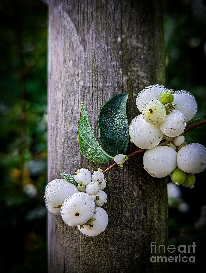Snowberry Photograph by Claudia Zahnd-Prezioso