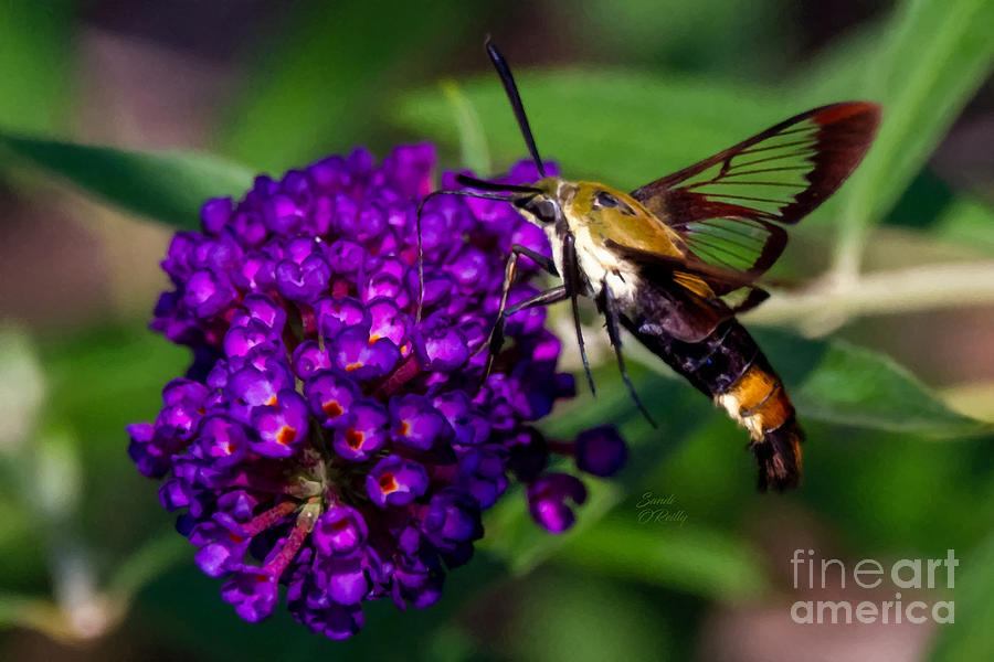 Snowberry Clearwing Hummingbird Moth Mixed Media by Sandi OReilly