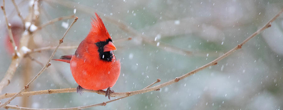 Snowbird Photograph by Fred DeSousa