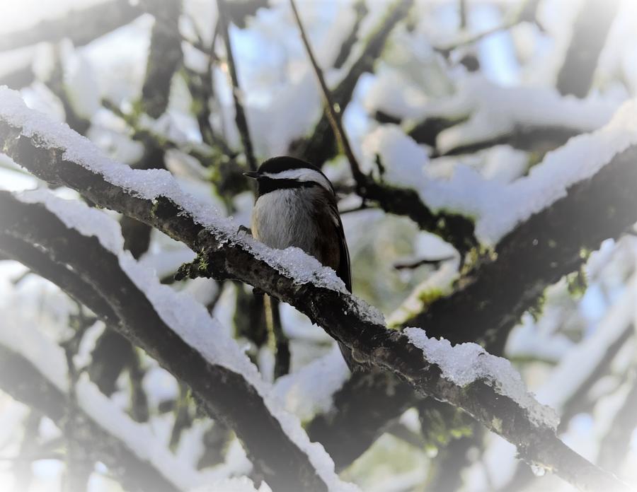 Snowbird Photograph by James Cousineau