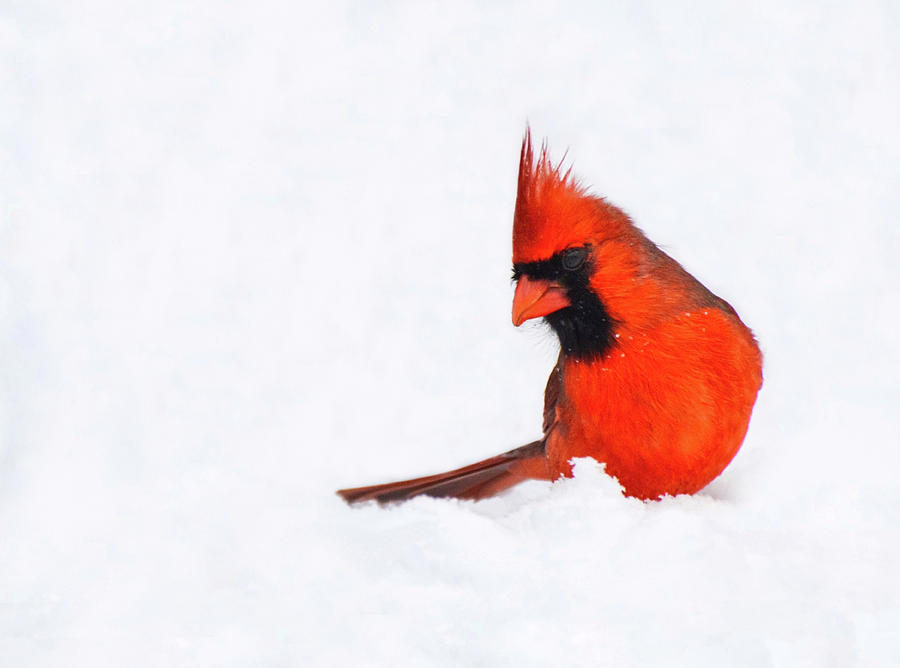 Snowbird Male Cardinal Photograph by Shannon Kelly