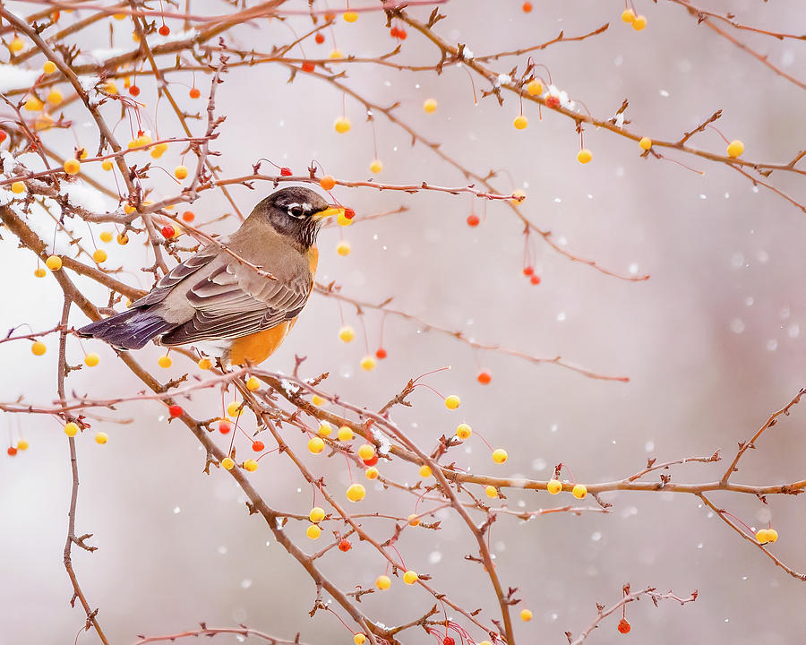 Snowbird Photograph by Ray Silva