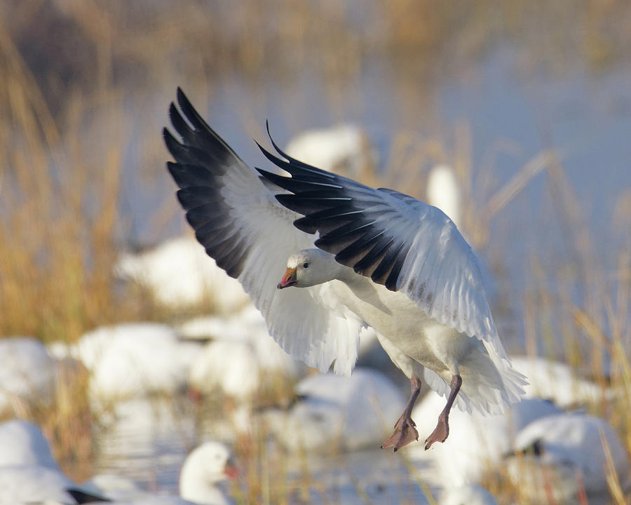 Snowbird -- Snow Goose at the Merced National Wildlife Refuge, California Photograph by Darin Volpe