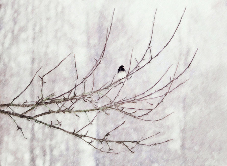 Snowbird by Sue Collura Snowbird by Sue Collura
