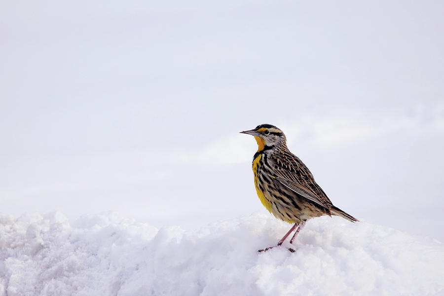 Snowbound Eastern Meadowlark - Sturnella magna Photograph by Jason Politte
