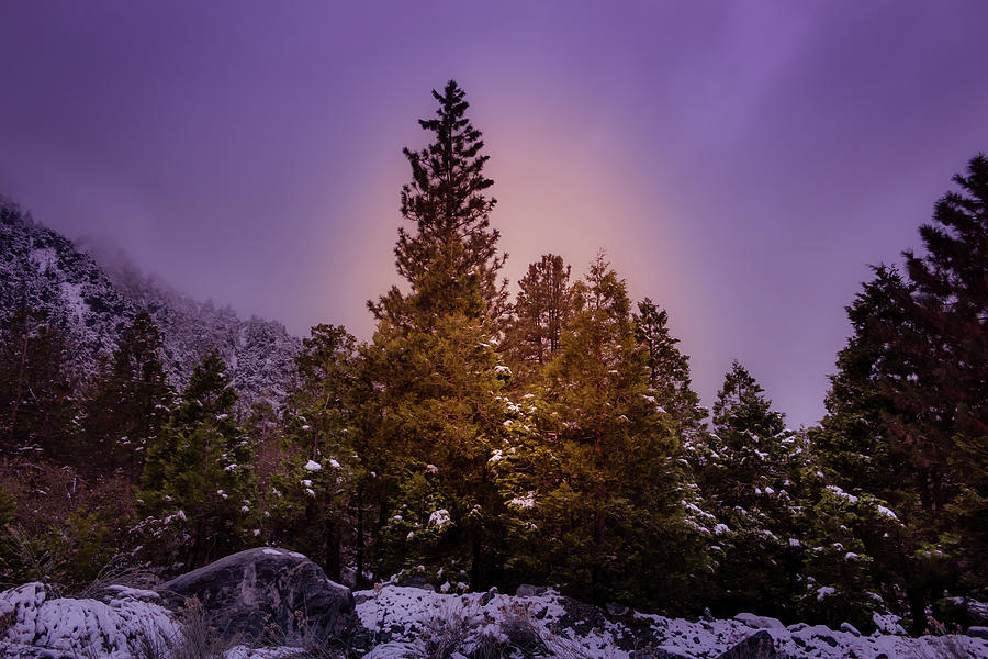 Snowbound II by Alison Frank Snowbound II by Alison Frank
