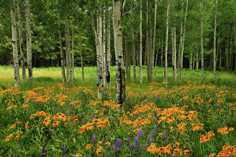 Flagstaff Photograph - Snowbowl Aspens and Wildflowers by Dean Hueber