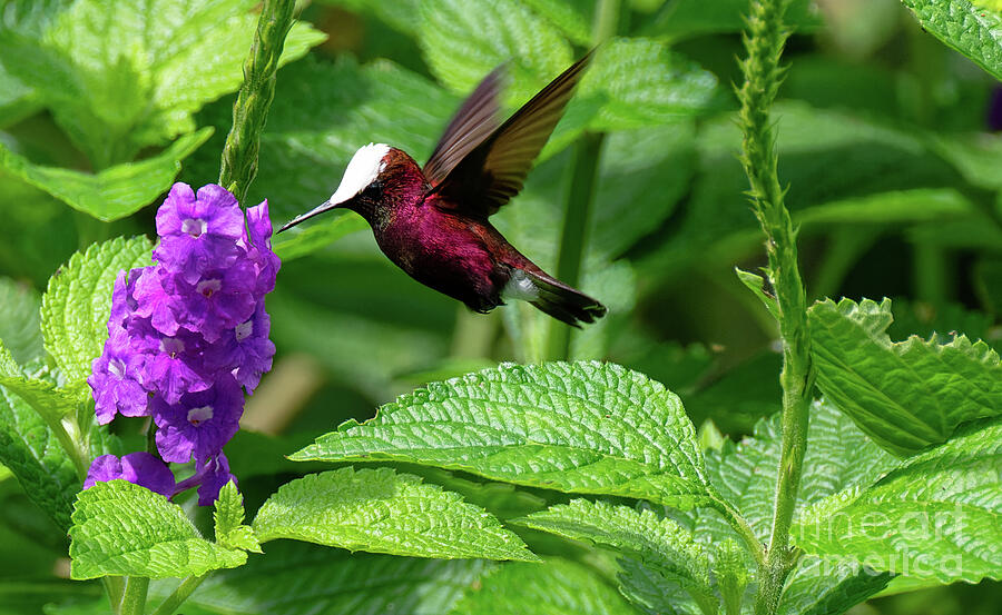 Snowcap Hummingbird Photograph by Ed McDermott