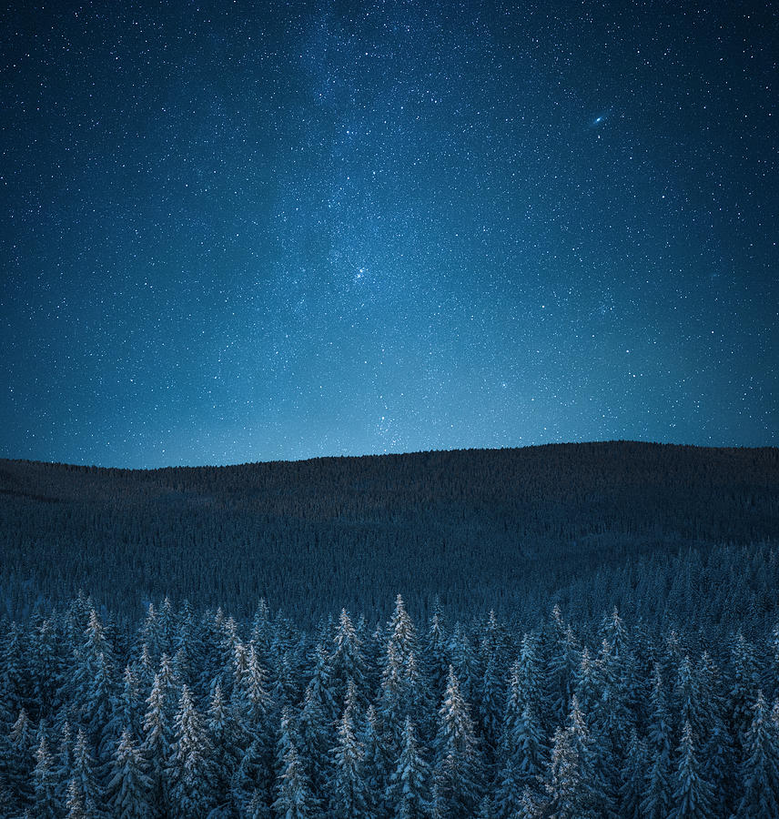 Snowcapped Forest Under The Stars Photograph by Borchee