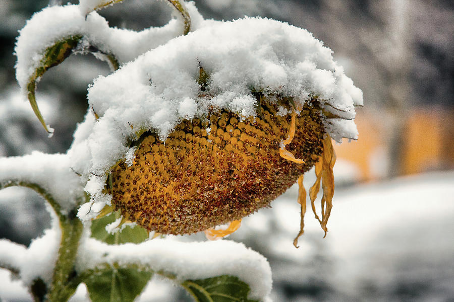 Snowcapped Sunflower Photograph