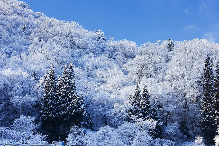 Snowcapped trees Photograph by KEITA SAWAKI/a.collectionRF