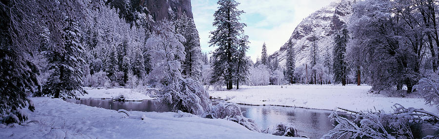 Snowcapped trees on a landscape, Merced River, Yosemite Valley, California, USA Photograph by Panoramic Images