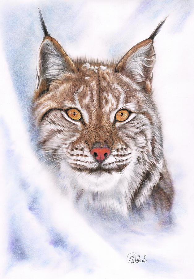 Snowcat Lynx Drawing Drawing
