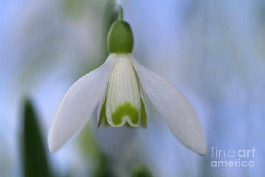 Snowdrop Bulb Photograph by Suzanne Bonin - Fine Art America