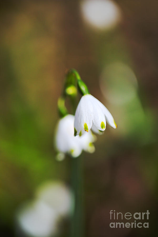 Snowdrop Duet Flowers  Photograph by Joy Watson