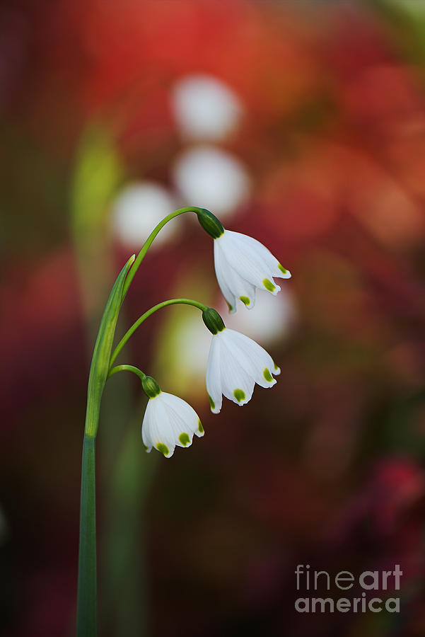 Winter Photograph - Snowdrop Flowers Double  by Joy Watson
