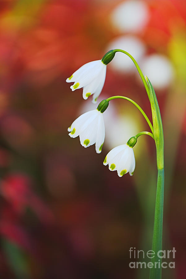 Snowdrop Flowers In Spring Photograph by Joy Watson
