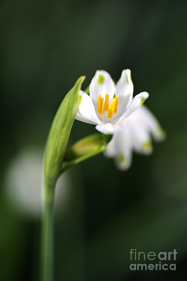 Nature Photograph - Snowdrop Flowers by Joy Watson