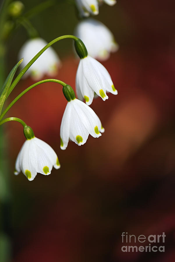 Snowdrop Flowers Shine Photograph by Joy Watson