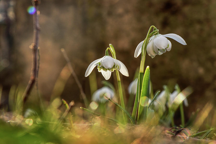 Galanthus nivalis in gardenbed with backlight Photograph by Vaclav Sonnek