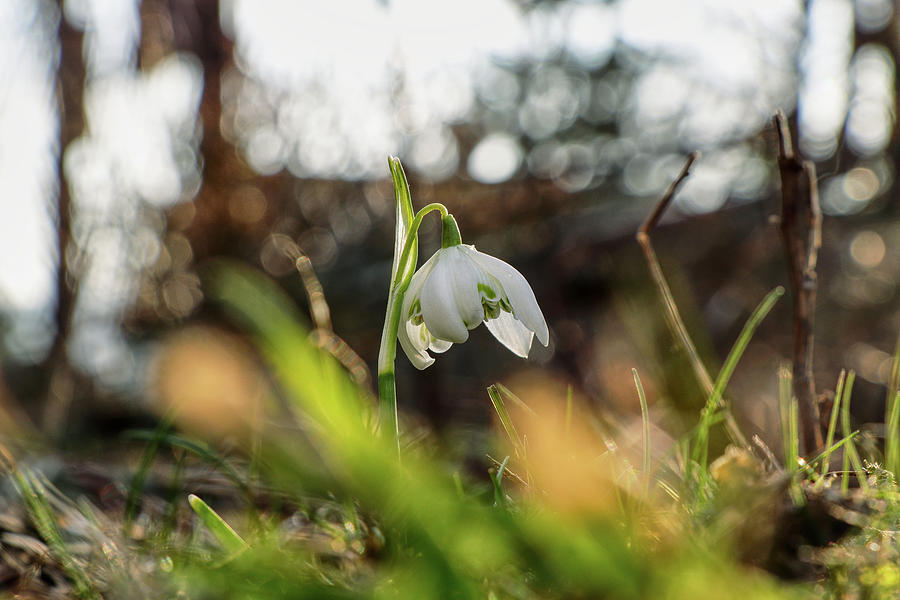 Snowdrop, Galanthus nivalis, in green vegetation. First flower grow up. Springtime. Spring flower with white bloom. Magical atmosphere Photograph by Vaclav Sonnek