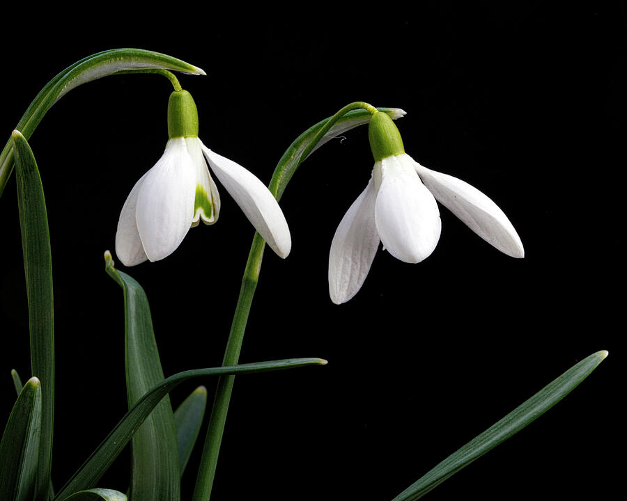 Snowdrop Photograph by Ray Silva