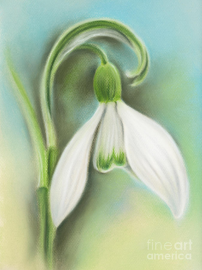 Snowdrop Single White Flower Painting by MM Anderson