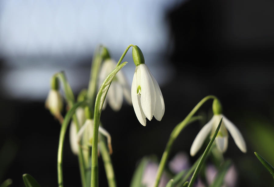 Snowdrop with extra tepals. Detail on one simple bloom with blurred background. Spring flowers in march-april months. Beginning of pollination, flowering. Abstract colours, white and green, black Photograph by Vaclav Sonnek