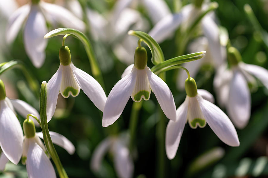 Snowdrops Photograph by Arthur Oleary