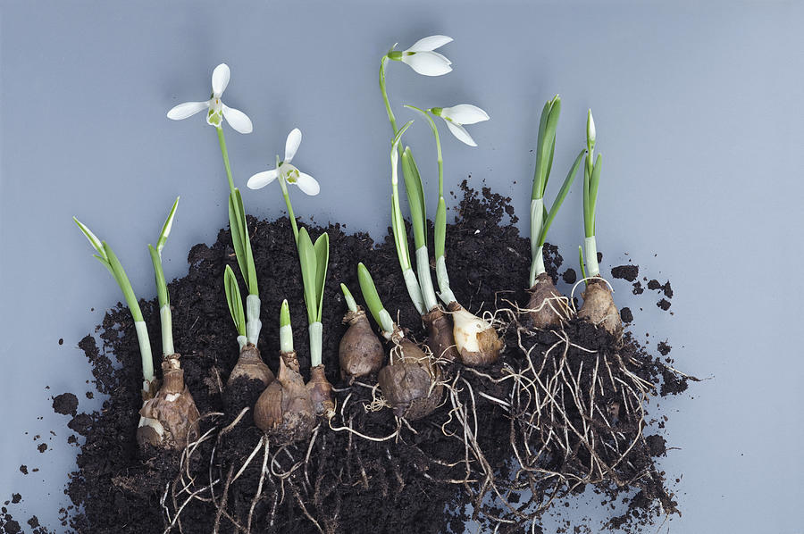 Snowdrops, bulbs and potting soil Photograph by Westend61