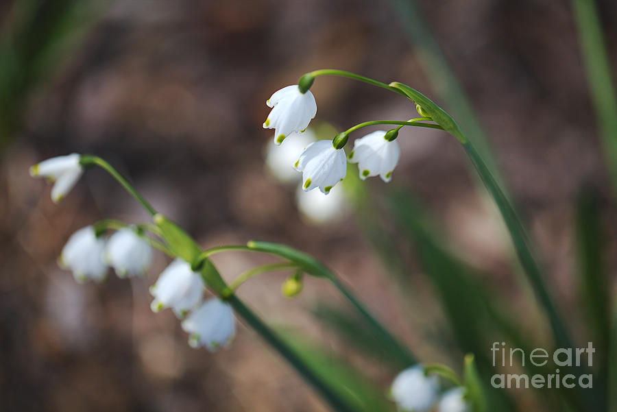 Winter Photograph - Snowdrops Flower Groups by Joy Watson