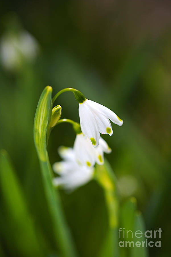 Snowdrops Flower White Photograph by Joy Watson