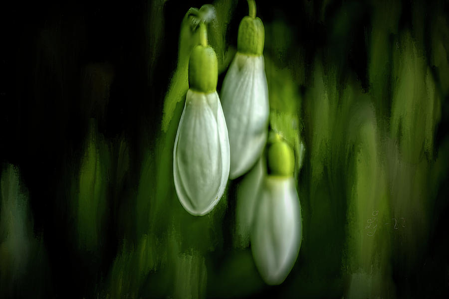 Flower Mixed Media - Snowdrops #l0 by Leif Sohlman