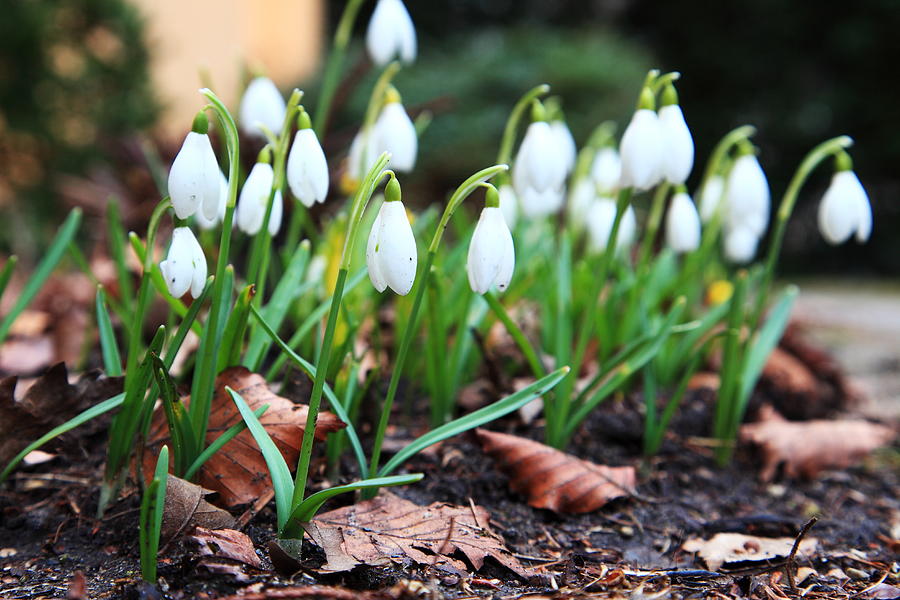 Snowdrops Photograph by Pejft