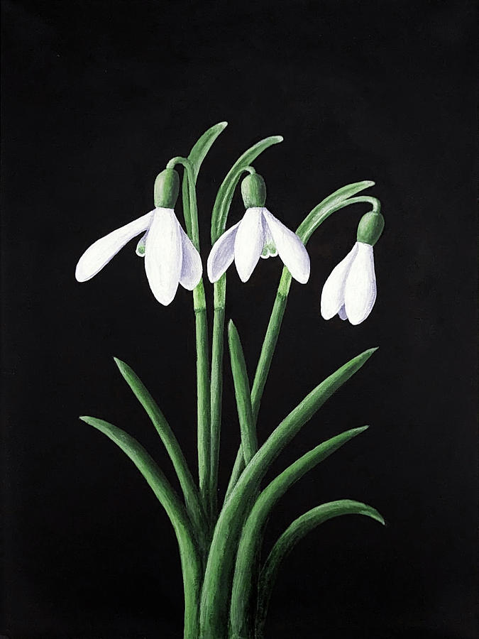 Flower Painting - Snowdrops by Peter Keitel