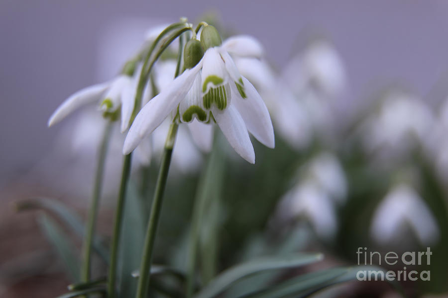 Spring Photograph - Snowdrops by Roman Machovic