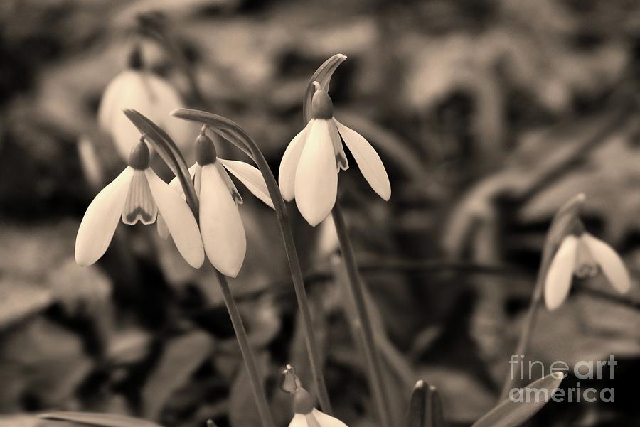 Snowdrops The First Signs of Spring  BNW Photograph by Leonida Arte