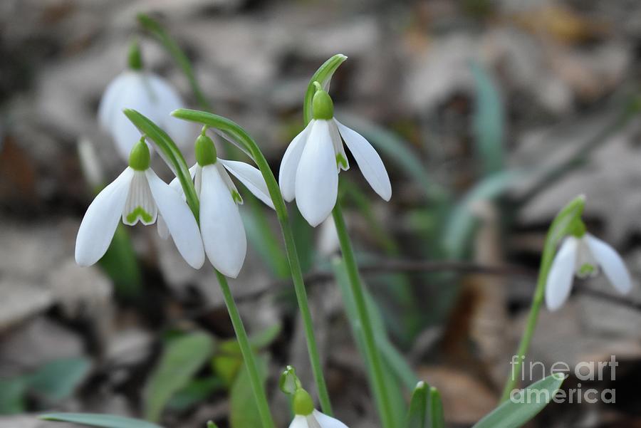 Snowdrops The First Signs of Spring  Photograph by Leonida Arte