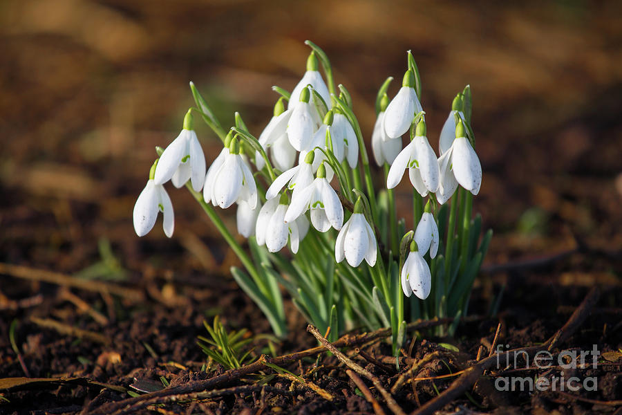 Snowdrops Photograph by Tom Holmes Photography