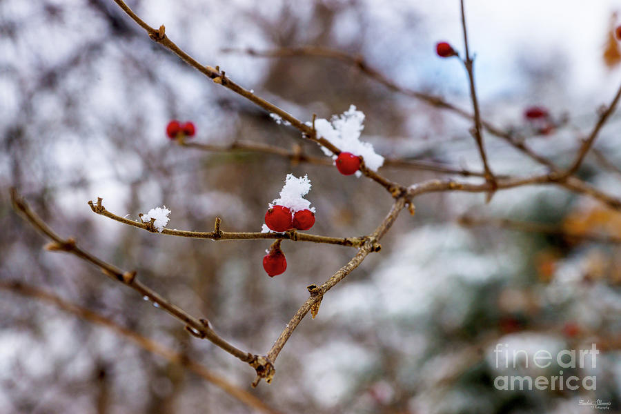 Snowed Berries Photograph by Jennifer White