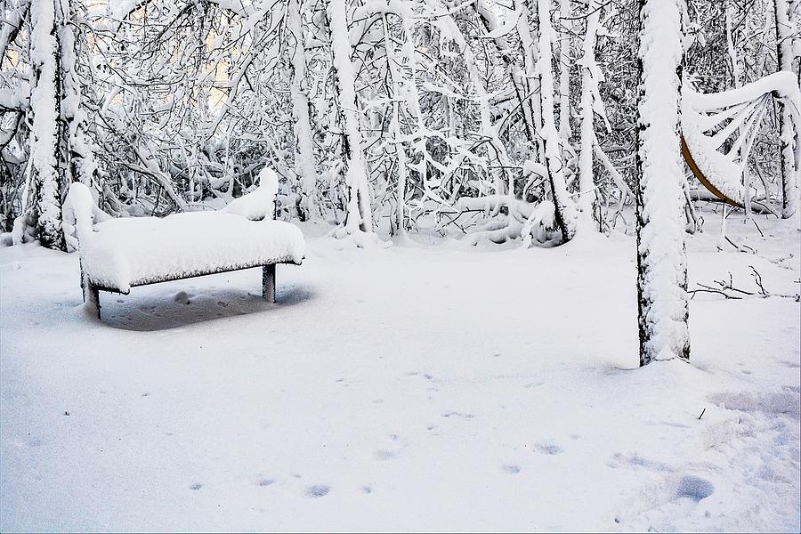 Snowed in Park Photograph by Addison Likins
